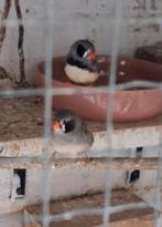 Te koop koppel zebravinken uit buitenvoliere, Dieren en Toebehoren, Vogels | Overige Vogels, Meerdere dieren, Tropenvogel
