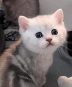 Prachtige Brits korthaar kittens blotched katertjes, Meerdere dieren, Ingeënt