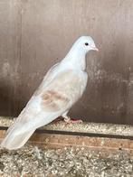 Sierduifje, Dieren en Toebehoren, Vogels | Duiven, Vrouwelijk, Overige soorten