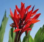 Canna Robert Kemp bollen, Tuin en Terras, Bloembollen en Zaden, Ophalen of Verzenden, Voorjaar, Volle zon, Knol