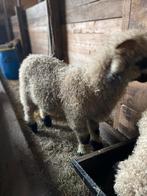 Walliser schwarznase ramlam, Dieren en Toebehoren, Schapen, Geiten en Varkens, Mannelijk, Schaap