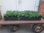 Mooie, volle Astrantia major 'Shaggy' (zeeuwsknoopje), Volle zon, Vaste plant, Zomer, Ophalen