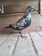 Kleurpostduif zwartgetijgerd, Dieren en Toebehoren, Vogels | Duiven, Mannelijk, Postduif