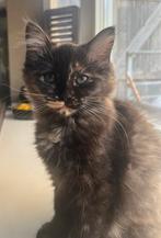 Lief en mooi meisje, kruising maine coon, Poes, Gechipt, 0 tot 2 jaar