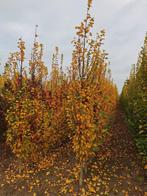 Carpinus betulus ‘Lucas’ 🌳, Tuin en Terras, Planten | Bomen, Ophalen, Volle zon, Overige soorten