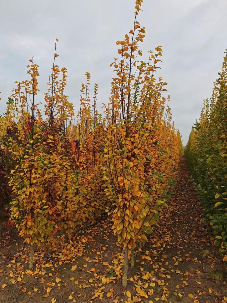 Carpinus betulus ‘Lucas’ 🌳, Tuin en Terras, Planten | Bomen, Overige soorten, Volle zon, Ophalen