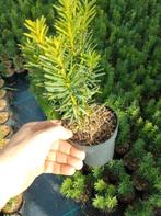 Verschillende soorten Taxus baccata/ Taxus media., Ophalen of Verzenden, Taxus, Haag, Minder dan 100 cm