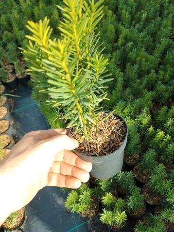 Verschillende soorten Taxus baccata/ Taxus media. beschikbaar voor biedingen