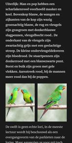 Gezocht Swift parkiet pop, Dieren en Toebehoren, Vrouwelijk, Parkiet