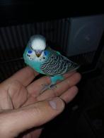 Jonge grasparkieten, Dieren en Toebehoren, Meerdere dieren, Parkiet, Tam