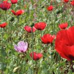 Mix papaver (6000 zaden) Biologische Klaproos - Bloemen, Ophalen of Verzenden, Gehele jaar, Volle zon, Zaad
