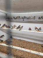 Zebravinken, Dieren en Toebehoren, Meerdere dieren