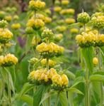 Phlomis russeliana - Brandkruid, etagebloem , Volle zon, Vaste plant, Zomer, Ophalen
