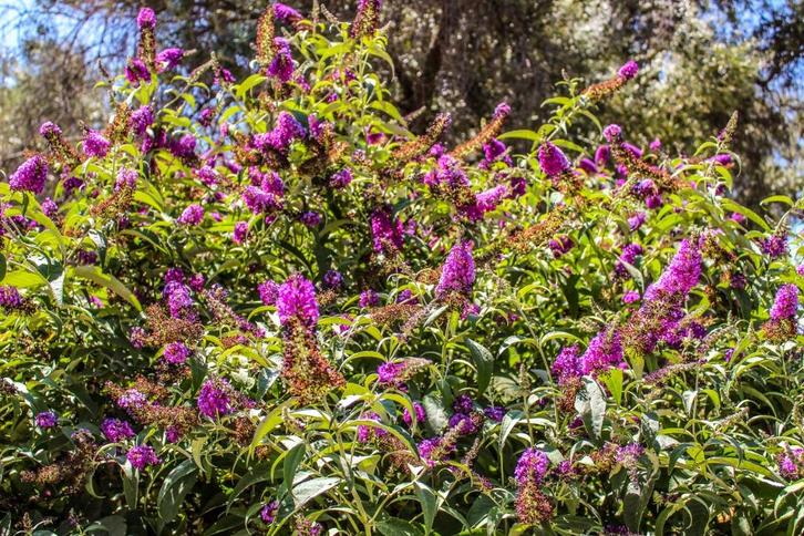Vlinderstruik - buddleja   v.a. 8,95€, Tuin en Terras, Planten | Struiken en Hagen, Struik, Vlinderstruik, Ophalen of Verzenden