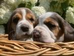 Te koop: Beagle pups, Dieren en Toebehoren, Honden | Beagles, Bassets en Lopende honden, Beagle, Rabiës (hondsdolheid), 8 tot 15 weken