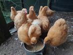 Trio Orpingtons, Dieren en Toebehoren, Pluimvee, Meerdere dieren, Kip