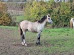 Merrie en veulen te koop, Dieren en Toebehoren, Paarden, Zadelmak, 3 tot 6 jaar, Recreatiepaard, Merrie