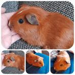 Lieve,jonge cavia,beertje,5 januari geboren, Cavia, Mannelijk, Januari, Tam