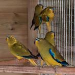 Elegant parkiet poppen Ruilen tegen mannen, Dieren en Toebehoren, Vrouwelijk, Parkiet