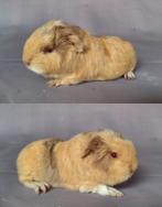 Jong Ch teddy beertje - beige/saffraan/wit 2, Cavia, Mannelijk, Tam, September