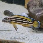 F1 Julidochromis Regani Nsumbu, Dieren en Toebehoren, Vissen | Aquariumvissen