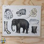 Vintage schoolplaat - Olifant en nijlpaard P1 26 Bye & Co, Ophalen of Verzenden, Natuur en Biologie
