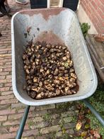 Biologische aardpeer, bieden per kilo, Ophalen