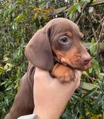 7 teckel pups op avontuur, Dieren en Toebehoren, Honden | Teckels en Dashonden, Rabiës (hondsdolheid), 8 tot 15 weken, Korthaar