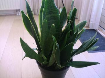 Grote pot met 3 verschillende Sanseveria's beschikbaar voor biedingen