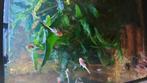 Ancistrus Gold, Dieren en Toebehoren, Vissen | Aquariumvissen, Vis