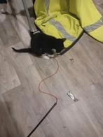 Te koop kitten, Dieren en Toebehoren, Katten en Kittens | Overige Katten, Meerdere dieren, Kortharig, 0 tot 2 jaar