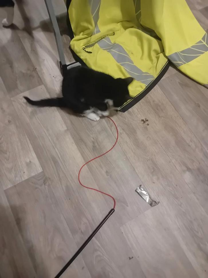 Te koop kitten, Dieren en Toebehoren, Katten en Kittens | Overige Katten, Kortharig, Meerdere dieren, 0 tot 2 jaar