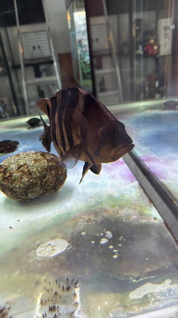 Tijgervis uit Thailand 25-30 cm, Dieren en Toebehoren, Vis