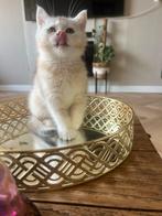 Kater, Kater, Kortharig, 0 tot 2 jaar