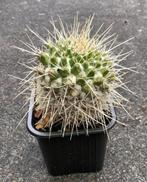 Cactus, Mammillaria, Huis en Inrichting, Kamerplanten, Ophalen of Verzenden, Cactus, Volle zon, Minder dan 100 cm
