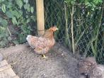 Kriel kip, Dieren en Toebehoren, Pluimvee, Vrouwelijk, Kip