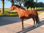 Meerdere d pony's te koop, Dieren en Toebehoren, Pony's, 3 tot 6 jaar, Onbeleerd, Meerdere dieren, D pony (1.37m tot 1.48m)