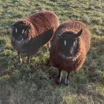 Dassenkop ooien, Dieren en Toebehoren, Vrouwelijk, Schaap, 0 tot 2 jaar