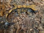 Wimpergekko
Correlophus ciliatus
Nk 23, Hagedis