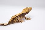 Wimpergekko/crested gecko/correlophus ciliatus, Dieren en Toebehoren, Hagedis, Tam, 0 tot 2 jaar