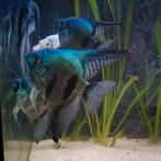 6-8 Jonge green pinoys 5 cm vin tot vin. €35 per stuk, Dieren en Toebehoren, Vis, Zoetwatervis, Schoolvis