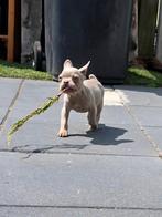 Franse bulldog pups, 8 tot 15 weken, Bulldog, Meerdere, Meerdere dieren