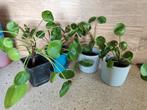 Pannenkoekplantjes, Ophalen, Overige soorten, Halfschaduw, In pot