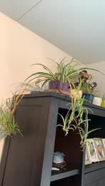 Plant met pot €5, Huis en Inrichting, Kamerplanten, Ophalen, Halfschaduw, Minder dan 100 cm