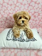 Exclusieve Maltipoo F1 pup (Maltezer/Toy Poedel), Dieren en Toebehoren, Honden | Chihuahua's en Gezelschapshonden, Fokker | Hobbymatig