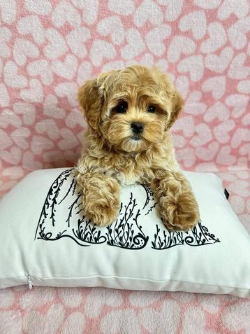 Exclusieve Maltipoo F1 pup (Maltezer/Toy Poedel) beschikbaar voor biedingen