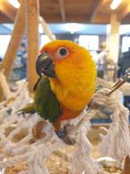 Zonparkiet | Getest | Jonkies | Makkelijk tam, Dieren en Toebehoren, Vogels | Parkieten en Papegaaien, Meerdere dieren, Parkiet