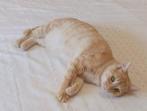 jarela, oliva, 15-2-24 gered uit een colonie, Dieren en Toebehoren, Poes, Kortharig, 0 tot 2 jaar