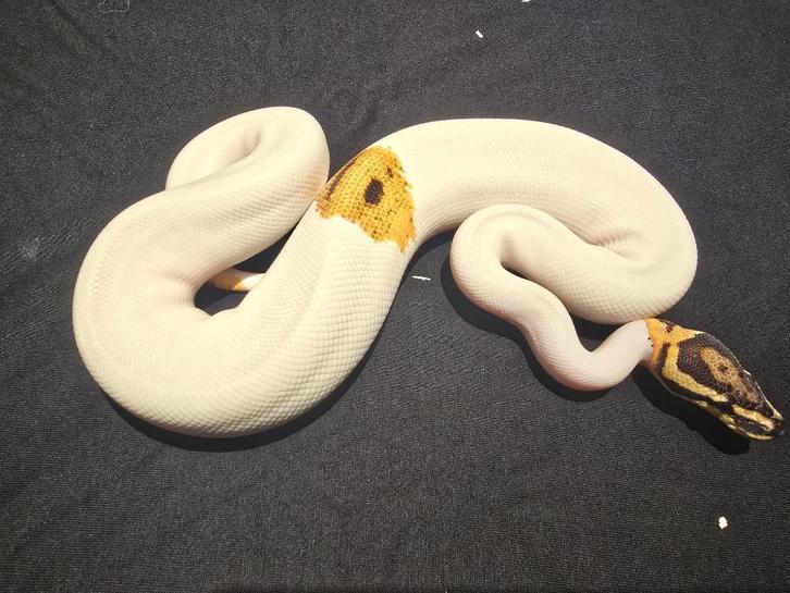houten deals ball python, Dieren en Toebehoren, Reptielen en Amfibieën, Slang, 0 tot 2 jaar