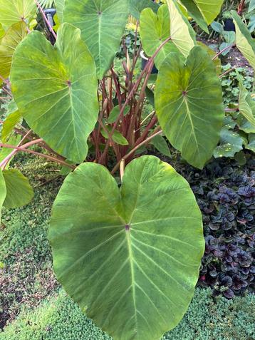 Colocasia Pink China beschikbaar voor biedingen